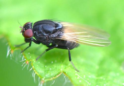 Minettia longipennis
